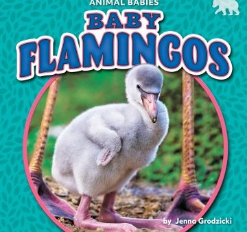 Baby Flamingos on Sale