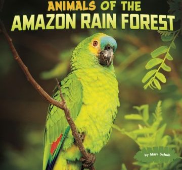 Animals of the Amazon Rain Forest For Sale