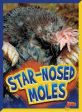 Star-Nosed Moles Cheap