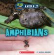 Big and Small Amphibians Cheap