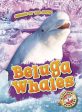 Beluga Whales For Discount