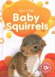 Baby Squirrels Supply