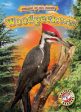 Woodpeckers Online Sale