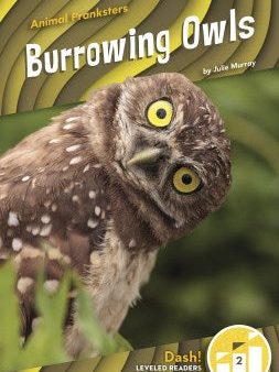 Burrowing Owls For Sale