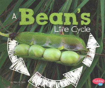 A Bean s Life Cycle Fashion